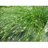 Fiber Optic Grass Ornamental Grass Seeds Fiber Optic Grass Seeds