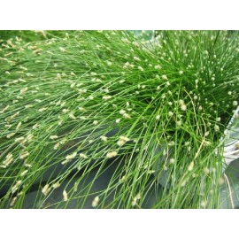 Fiber Optic Grass Ornamental Grass Seeds Fiber Optic Grass Seeds 25 Multi Pelleted Seeds