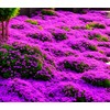 Buroifamily 1000 Pcs Seeds - Breckland Creeping Thyme Seeds -