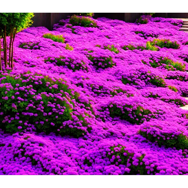 Buroifamily 1000 Pcs Seeds - Breckland Creeping Thyme Seeds -