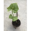 Chayote Plant With Pot 10” Live Plant Ready To Plant
