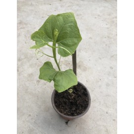 Chayote Plant With Pot 10” Live Plant Ready To Plant