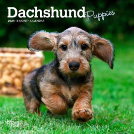 Dachshund Puppies | 2024 7 x 14 Inch Monthly Mini Wall Calendar | BrownTrout | Animals Dog Breeds Puppy