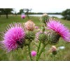 RAISE ME UP: Seeds Milk Thistle Purple Blessed Non GMO