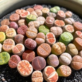 Lithops Random Mix Rare Live Succulent Plants, 30/50/100 Pcs Succulent Live Plant, Bare Root Without Pot Soil, Garden Indoor Office, Friend Plant Lovers Gifts (Normal 50pcs)