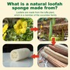 Natural Loofah Exfoliating Sponge for Shower, Body Scrubber Bath Sponge