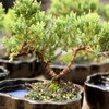 Brussel's Bonsai Brussel's Green Mound Juniper Bonsai in Zen Reflections