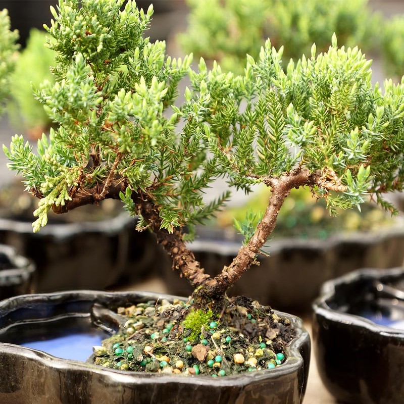 Brussel's Bonsai Brussel's Green Mound Juniper Bonsai in Zen Reflections