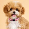 QQPETS Adjustable Soft Dog Collar: Print Flower Pink Multicolor Cute