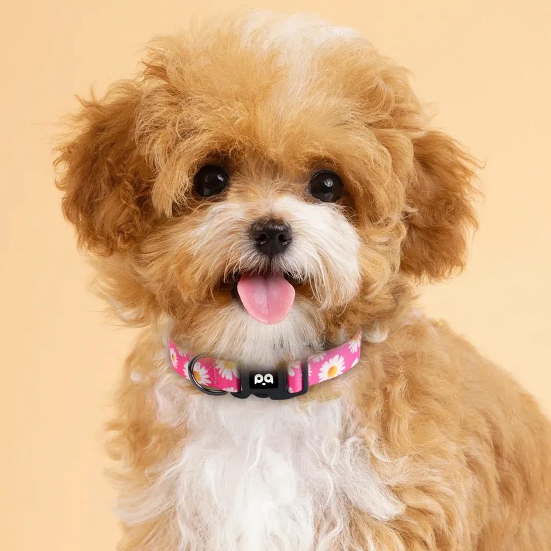 QQPETS Adjustable Soft Dog Collar: Print Flower Pink Multicolor Cute