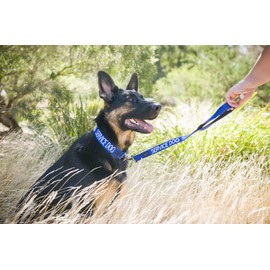 SERVICE DOG (Do Not Disturb/Dog Is Working) Blue Colour Coded S-M L-XL Dog Collar and 60cm 1.2m 1.8m Luxury Neoprene Padded Handle Lead Sets PREVENTS Accidents By Warning Others Of Your Dog In Advance (S-M & 60cm)
