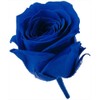 Earth Farms Preserved Vivian Insert (24 Ring) Indigo Blue do002370