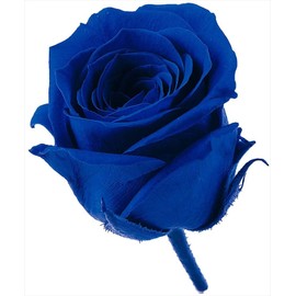 Earth Farms Preserved Vivian Insert (24 Ring) Indigo Blue do002370 – 661