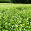 Buckwheat Seeds - 25 Lb Bulk ~300,000 Seeds - Organic,