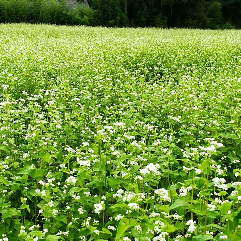 Buckwheat Seeds - 25 Lb Bulk ~300,000 Seeds - Organic,