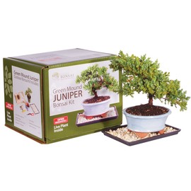 Brussel's Bonsai - Live Green Mound Juniper Bonsai Tree Kit, Outdoor Bonsai Tree Live Plant in Decorative Container, 3 Years Old, 6-8 Inches Tall, Easy Care Bonsai Starter Kit for Patio Garden (Small)