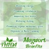 Mugwort Tea 15 Bags | Asian Herb Tea Mugwort Leaves
