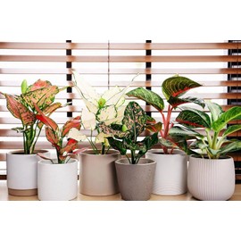 Elevate Your Space with Gardenera's Organic Potting Mix - Tailored for Thriving Aglaonema Plants and Lush Leaves - 2 Quart