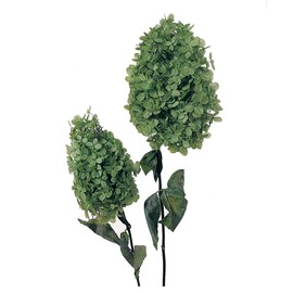 Daichi Farm DO001510-700 Preserved Flowers, Soft Pyramid Hydrangea, Head, Basil Green