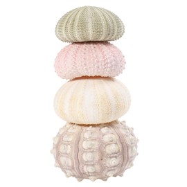 HOMSFOU 4pcs Tillandsia Planter Small Plant Pots Plant Stand Outdoor Cactus Plants Live Sputnik Sea Urchin Shell Air Fern Display Stan Seashell Beads Faux Plant Sea ​​Shell Pineapple