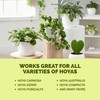 Hoya Fertilizer, Complete Liquid Hoya Plant Food, 8 oz (250mL)