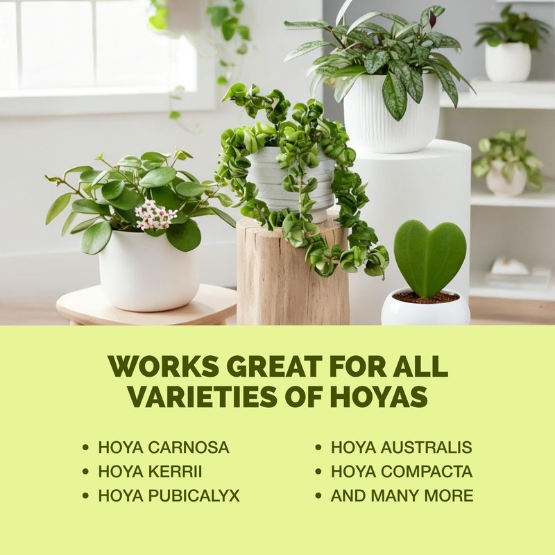 Hoya Fertilizer, Complete Liquid Hoya Plant Food, 8 oz (250mL)