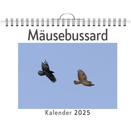 Mäusebussard - (Wandkalender 2025, Kalender DIN A4 quer, Monatskalender im Querformat mit Kalendarium, das perfekte Geschenk)