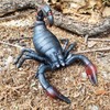 Scorpion 1P / Soft scorpion model made of flexible and