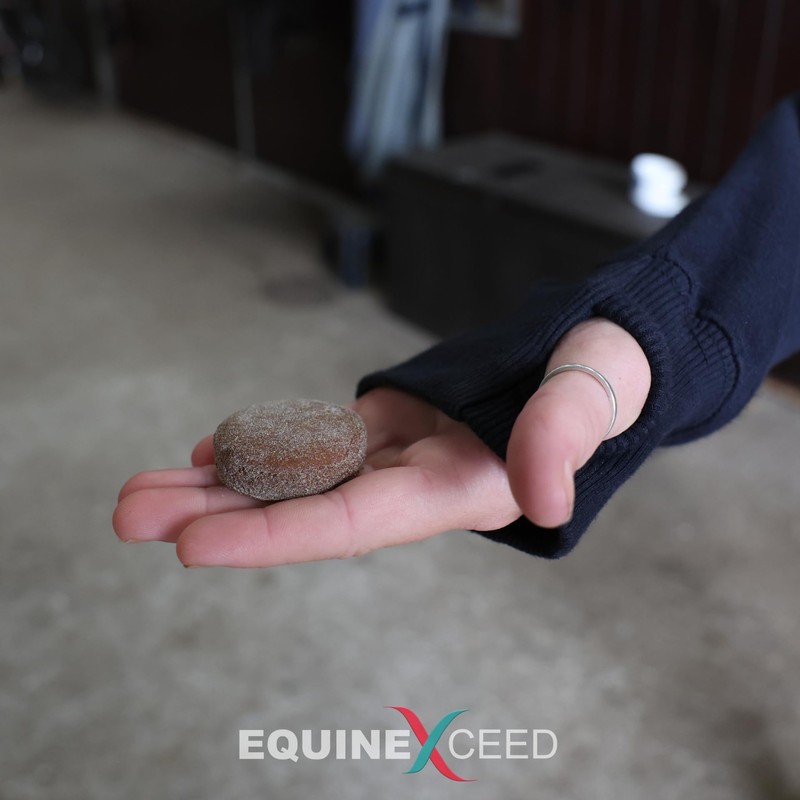Equine Exceed Cool Bites™ - 10 Bites - Calming Treats