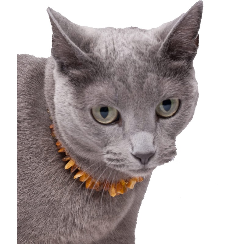 Amber Dog Cat Chain Collar for Protection Against Ticks, Baltic