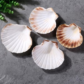 QEQEKAKA 8PCS Sea Shells for Craft 3‘’-4'’ Natural White Hawaiian Scallop Shells for Baking DIY Craft Home Vase Fillers & Beach Wedding Party Decor