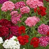 Outsidepride Sweet William Dianthus Seeds - 1/4 Lb. Perennial, Winter