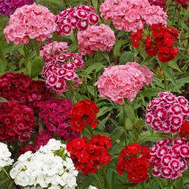 Outsidepride Sweet William Dianthus Seeds - 1/4 Lb. Perennial, Winter Hardy Wildflower Seeds w/Fragrant & Vibrant Blooms, Ideal for Pollinator Gardens, Cut Flowers & Colorful Landscaping