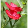 Flax Scarlet Nice Garden Flower by Seed Kingdom BULK 12,000
