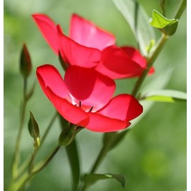 Flax Scarlet Nice Garden Flower by Seed Kingdom BULK 12,000 Seeds