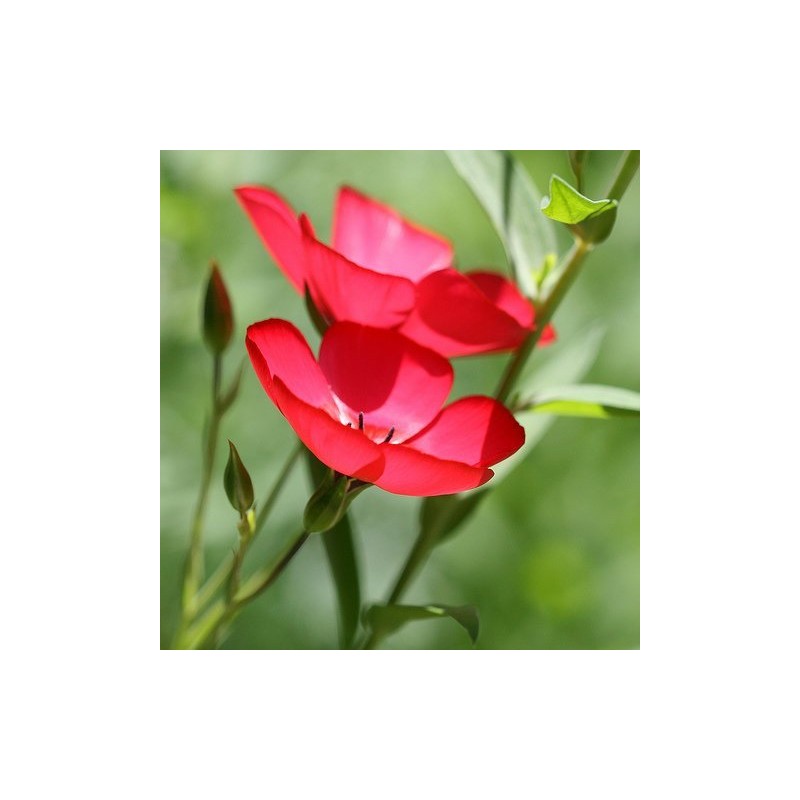 Flax Scarlet Nice Garden Flower by Seed Kingdom BULK 12,000