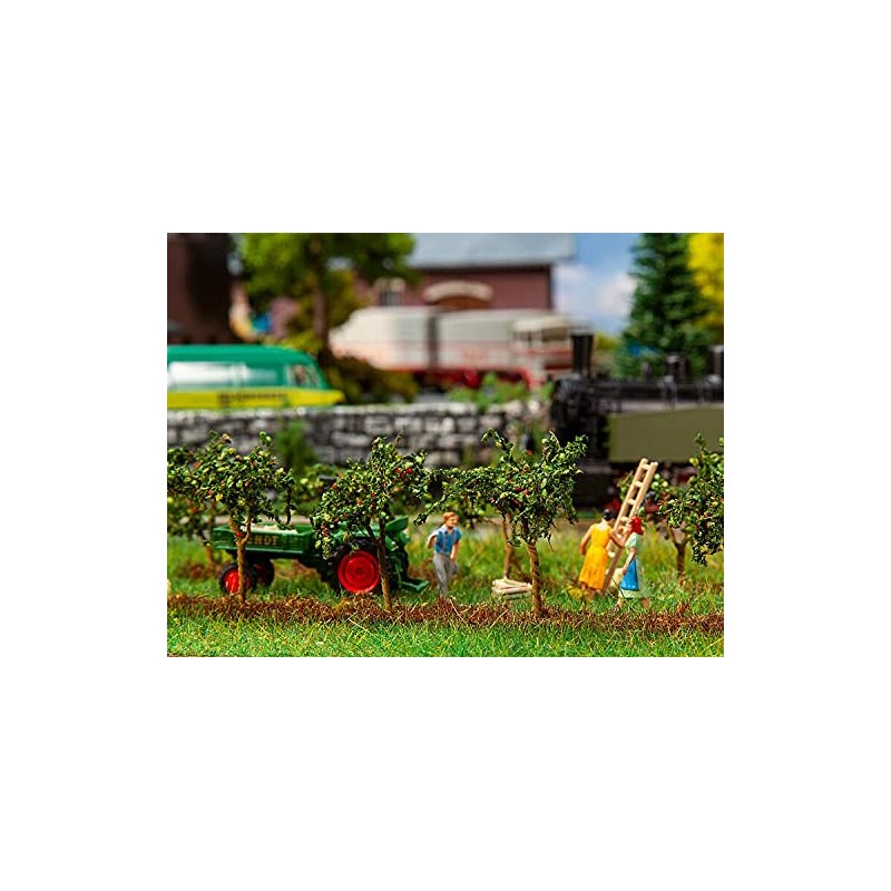 10 Small Apple Trees