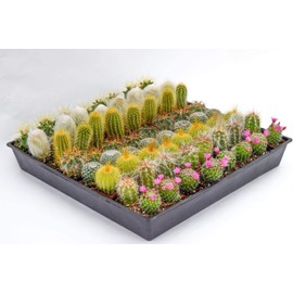 Cactus Plants Live – Small Assorted 2-Inch Cactus Plants – Fully Rooted Potted Cactus Plants – Live Cactus Plant Set (40)