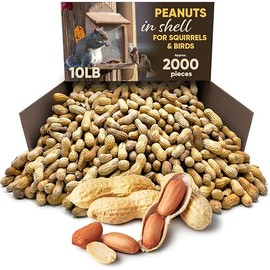 CHAIN & JO SWEETS Peanuts for Squirrels – Roasted Unsalted Peanuts in Shell Bulk 10LB Approx 2,000 Pieces – Ideal Food for Birds, Squirrels & Humans