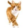 (70g) Cat Multivitamin, Skin Care Supplement, Nutritional Supplement, Pet Cat Health Care / (70g) 고양이 종합영양제 피부관리 영양제 영양 보조제 반려묘 건강관리