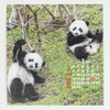 Greeting Life 2026 Calendar Panda FD C-1693-PA