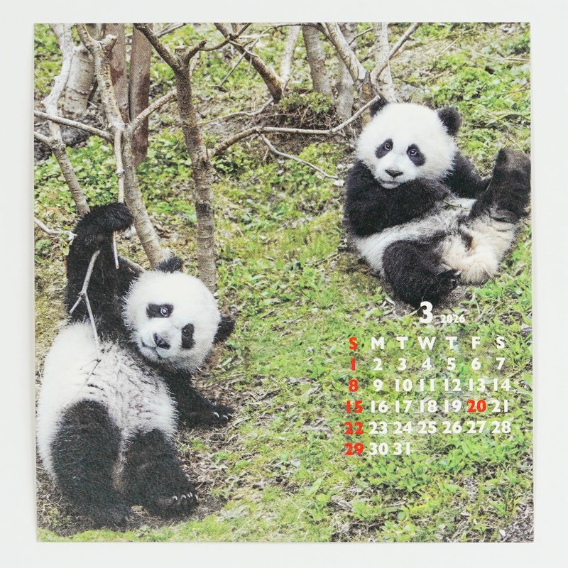 Greeting Life 2026 Calendar Panda FD C-1693-PA