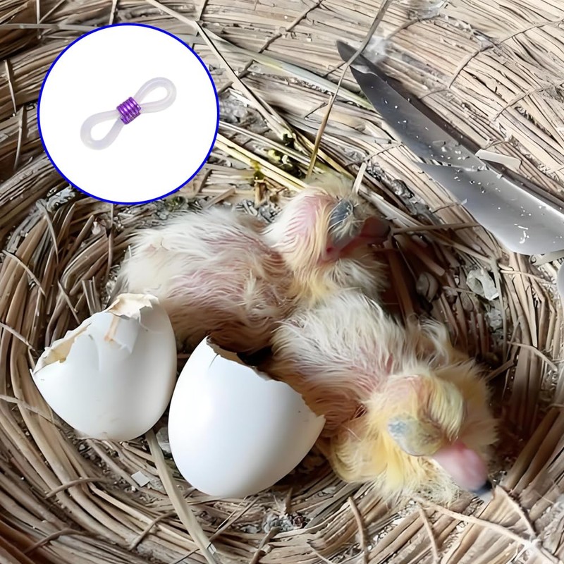 100 Pcs Adjustable Chicken Leg Bands, Newly Hatched Chick Spraddle