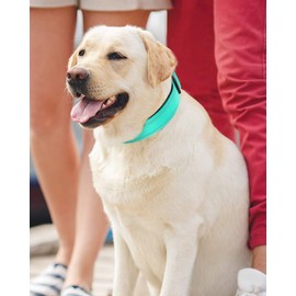 Joytale Reflective Dog Collar,Soft Neoprene Padded Breathable Nylon Pet Collar Adjustable for Large Dogs,Teal,L