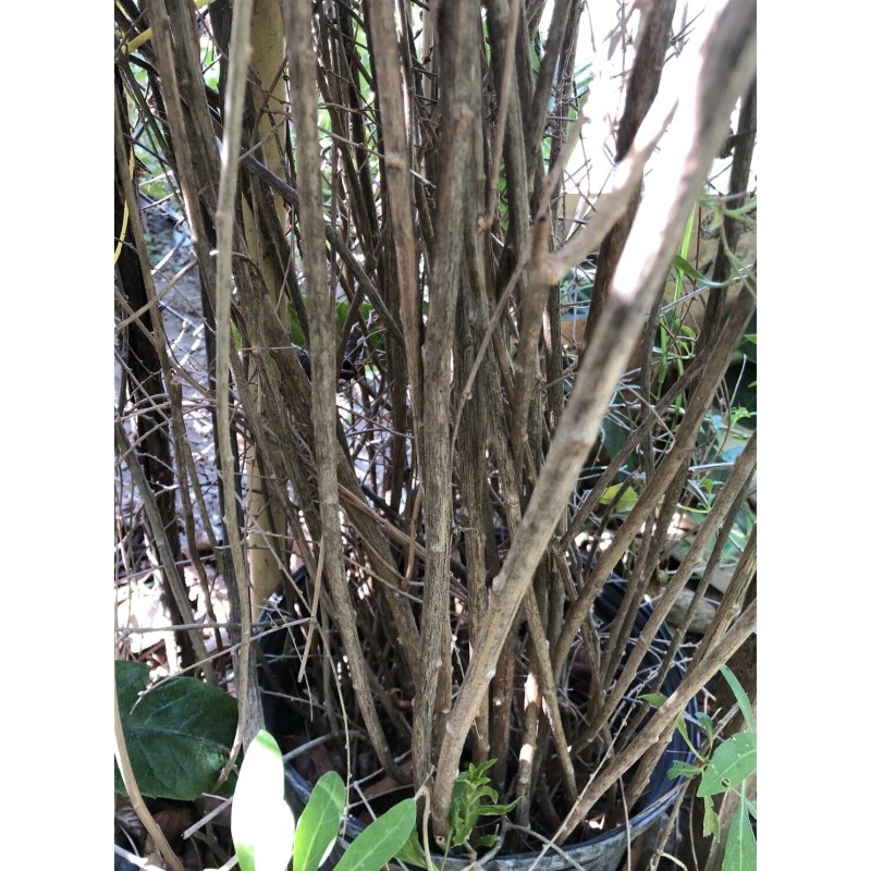 Goji Berry 5 Goji Berry Plant Cutting 6” Each Stick