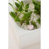 haiponekkusu Garden Essence Approximately 50 Tablets with