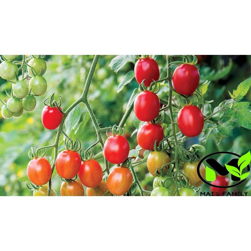 Mai's Family TOMATO CHERRY - SUPERSWEET 100 Seeds - BIO/ORGANIC