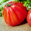Large Tomato 100 Pounds Seeds for Planting Around 25 Seeds