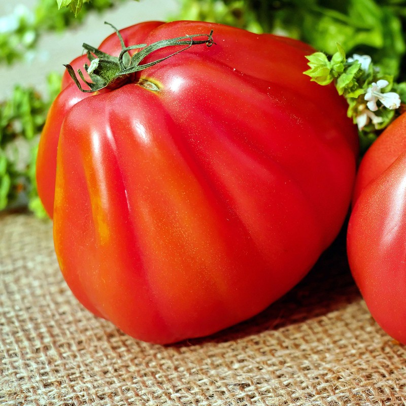 Large Tomato 100 Pounds Seeds for Planting Around 25 Seeds