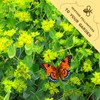 Bupleurum Seeds Pack - Beautiful Garden Flowers Seeds